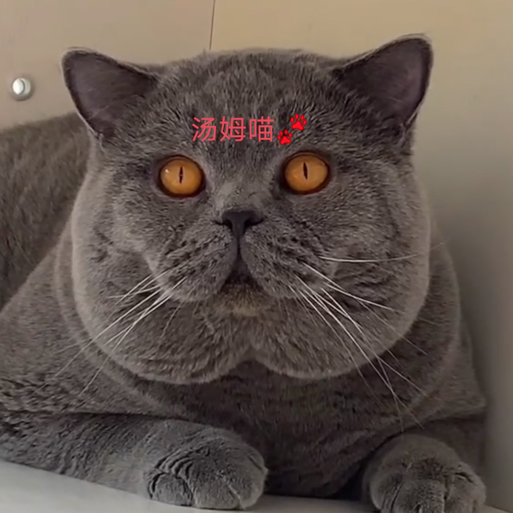 赛级蓝猫蓝白猫矮脚短腿曼基康cfa纯种澳血英国短毛猫蓝白矮脚小公母